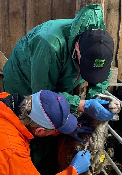 Blutabnahme bei den Schafen