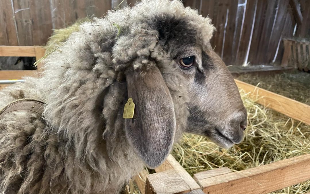 Mala, unser Leitschaf…