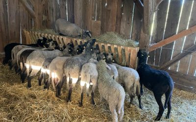 Rhaenyra … so ein Lausmädel