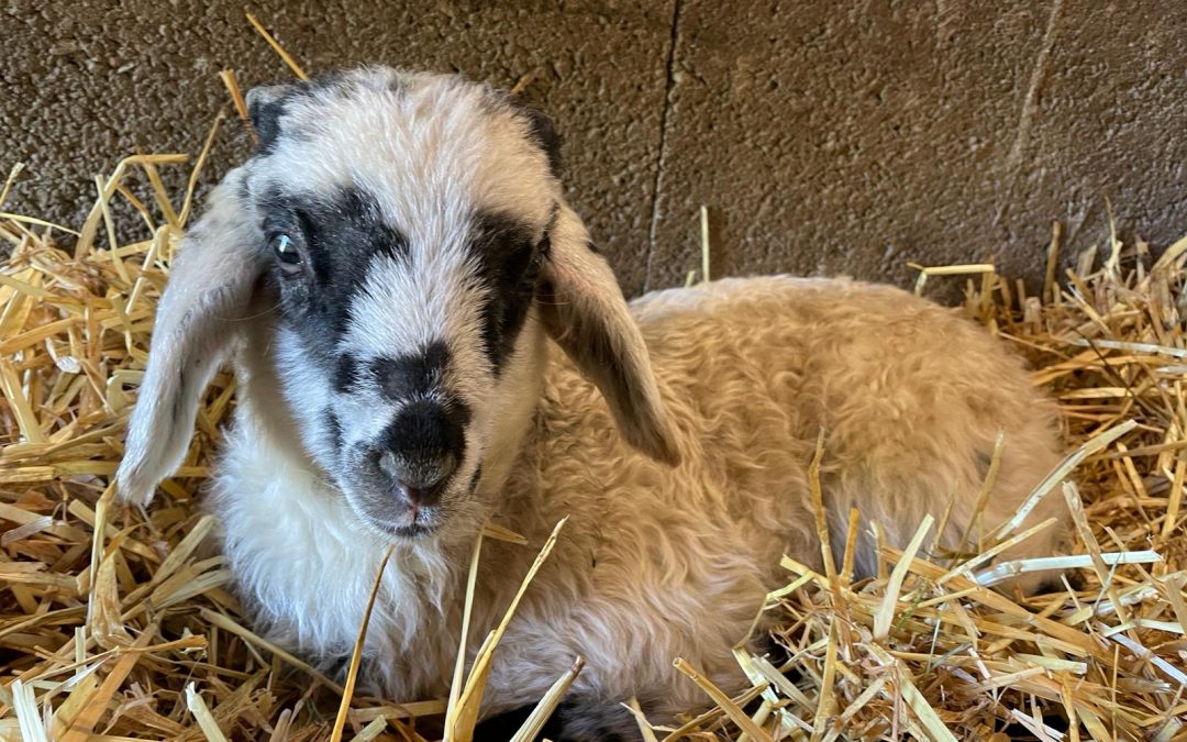 Momo bekommt Hörner