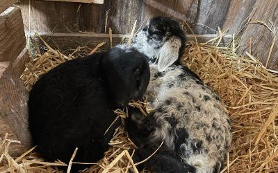 Fata und Fewa … die neuen Zwillinge