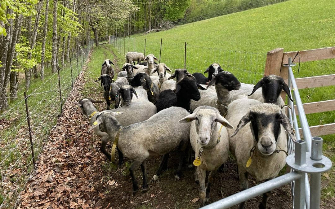Juchhu, wir dürfen wieder in den&nbsp;Stall!