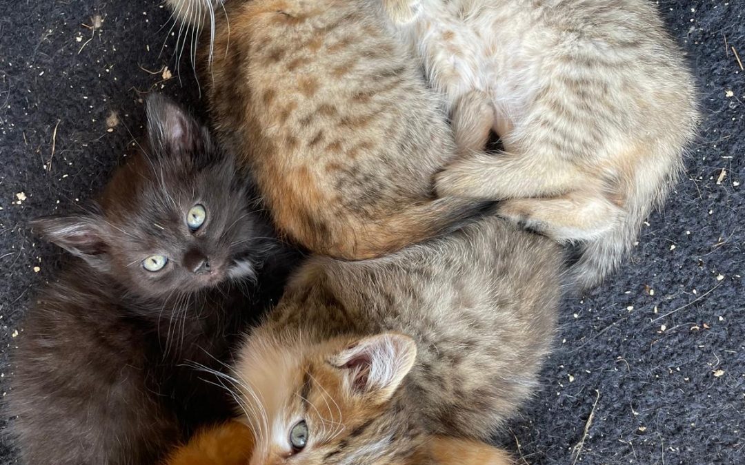 Unsere Kätzchen …