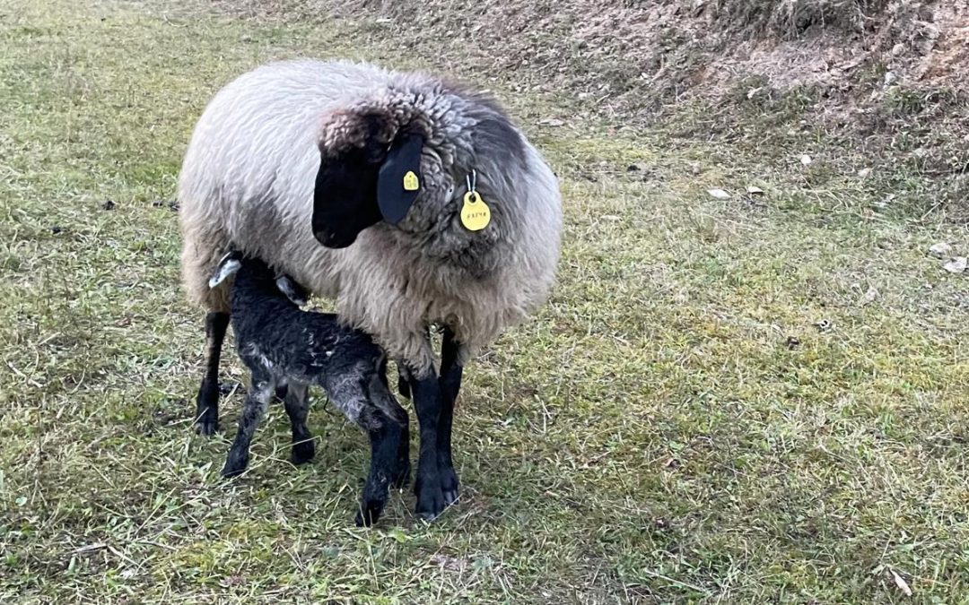 Freya mit ihrem ersten Lamm
