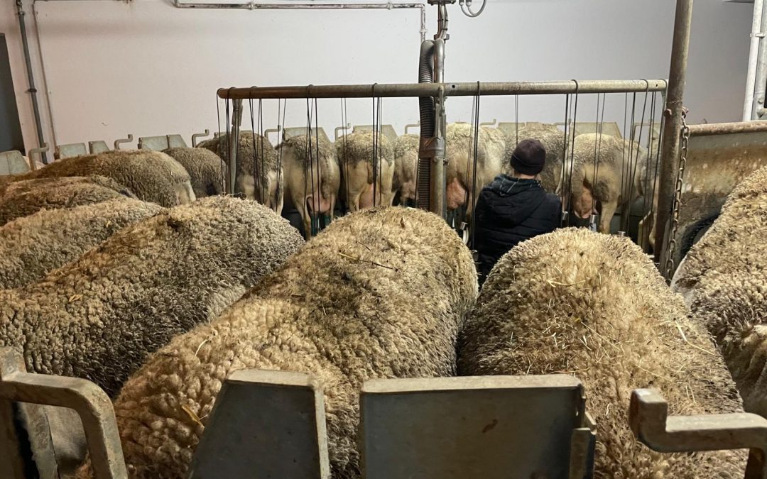 Melkkarussell beim Schafpraktiker Lehrgang