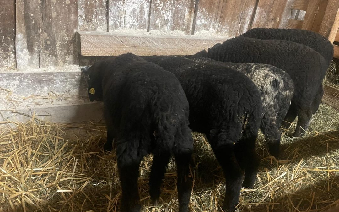 Drängelei im Lämmerschlupf