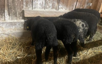 Drängelei im Lämmerschlupf