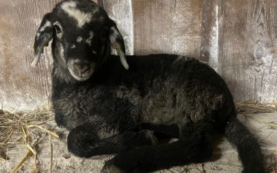 Unser hübscher Frodo