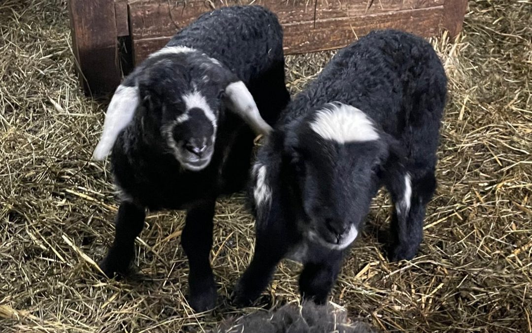 Adas und Fees Lämmer