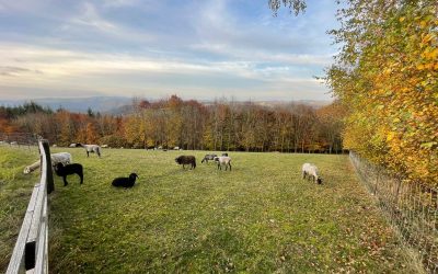 Unsere Schafe genießen die wunderschönen Herbsttage