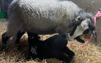 Ciara und Ciro – schon 14 Tage alt