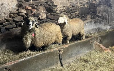 Unsere Jungwidder – verboten in der Futterkrippe