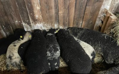 Langsam wird es eng im Lämmerschlupf