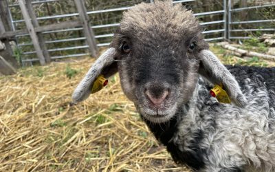 Timo, Freyas erstes Lamm