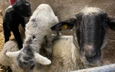 Coca mit ihren Zwillingen