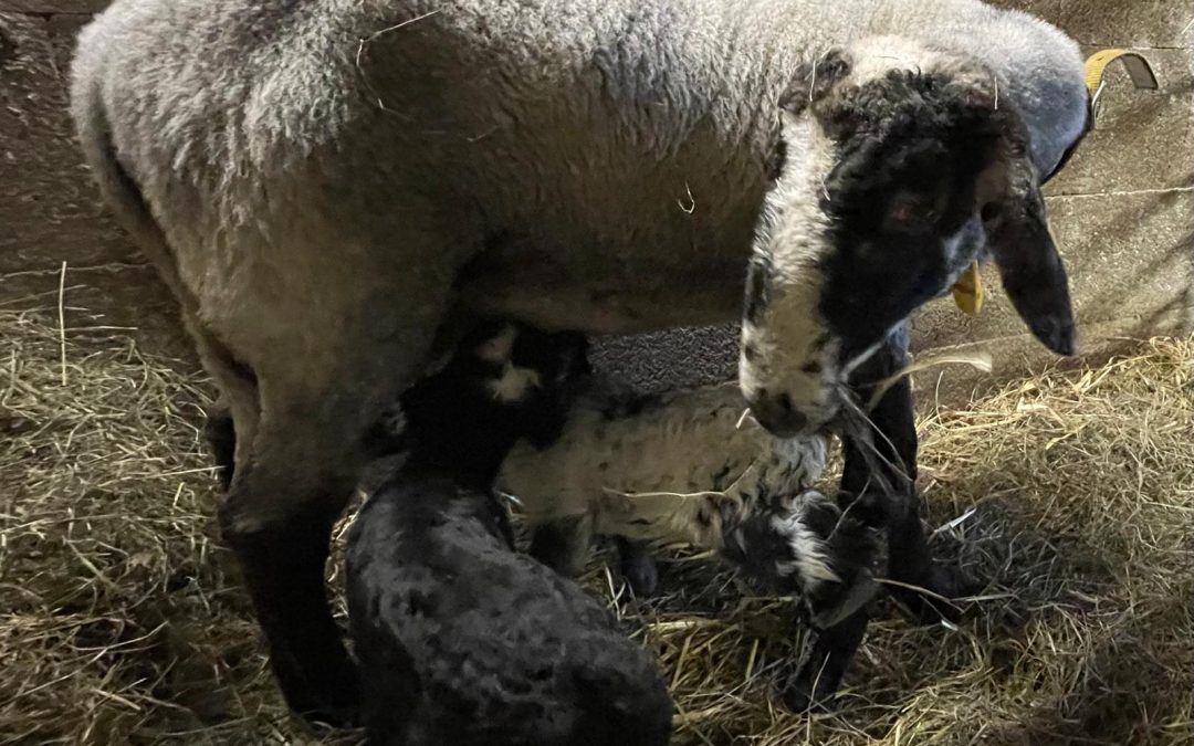 Erstlingsmama Rhaenyra und ihre Zwillinge