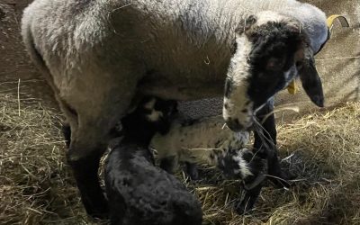 Erstlingsmama Rhaenyra und ihre Zwillinge