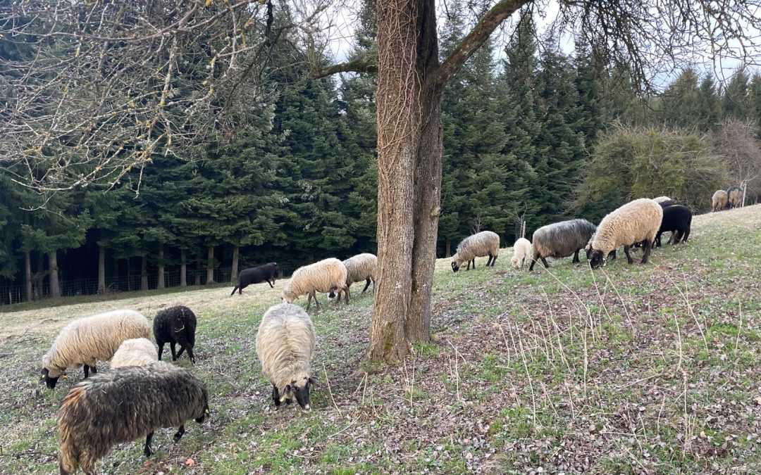 Die ersten Frühlingstage …