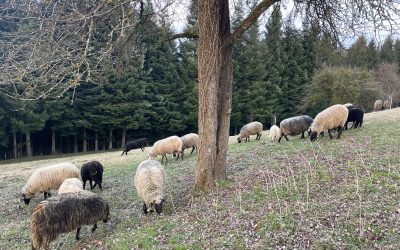 Die ersten Frühlingstage …