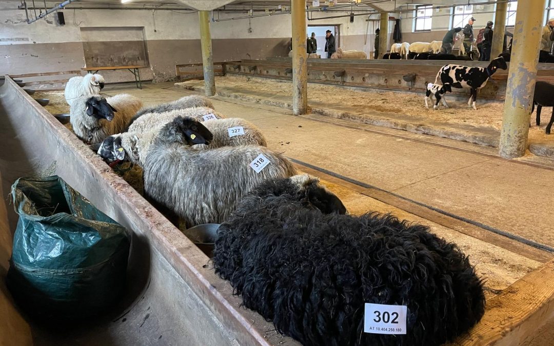 Körung in Maishofen