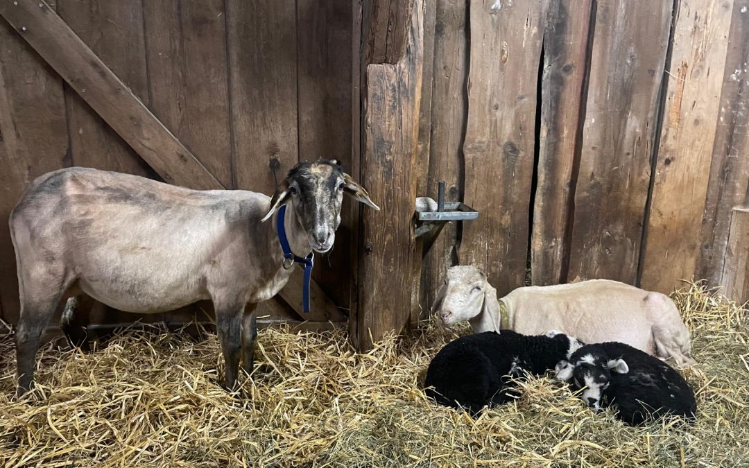 Bonny, unser Neuzugang!