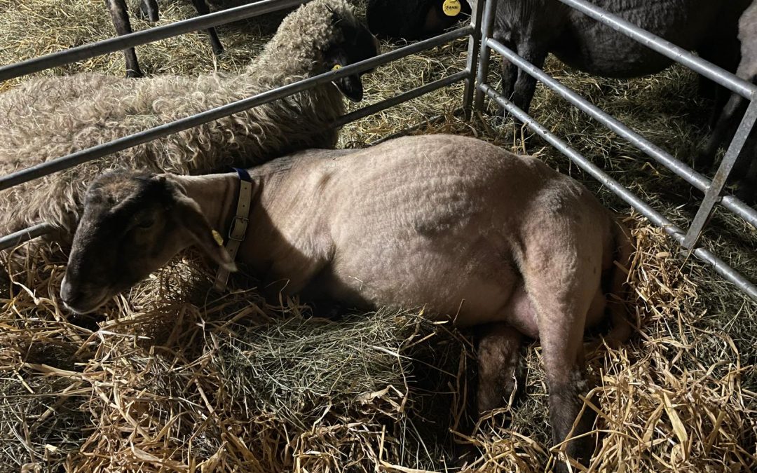 Bonny in der Ablammbox