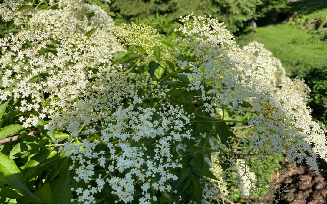 Es ist wieder Hollerzeit!