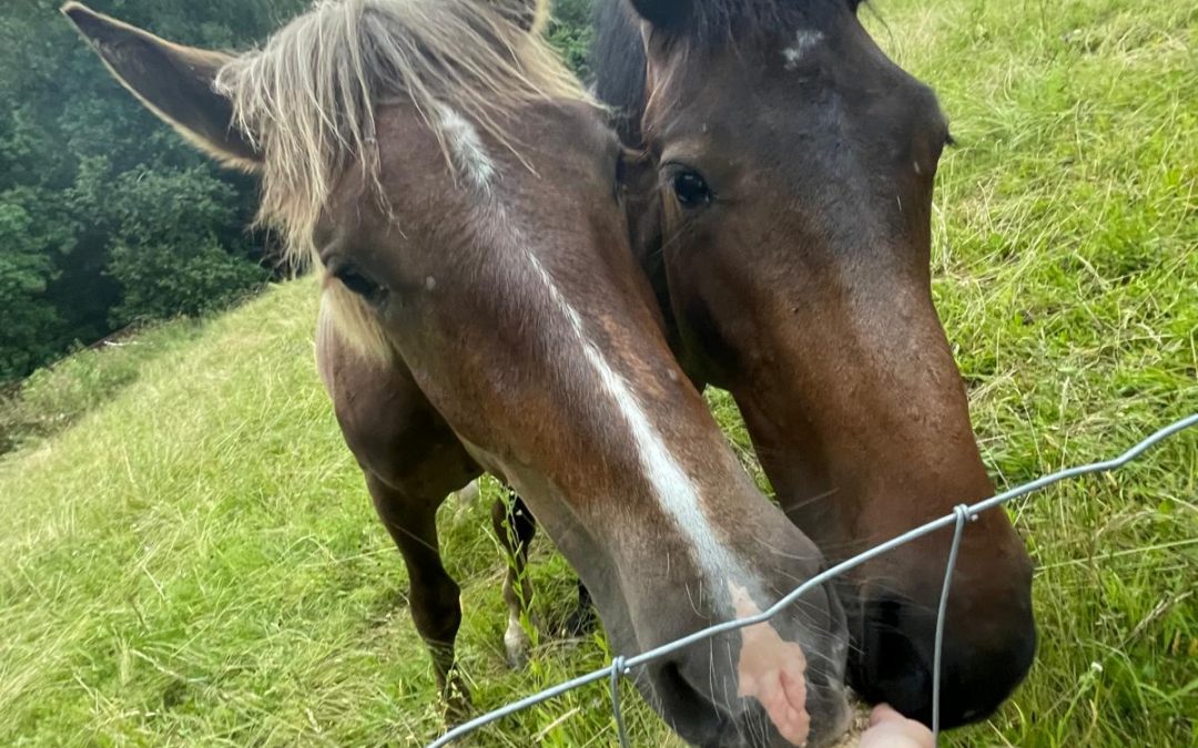 Unsere (Leih-) Pferde