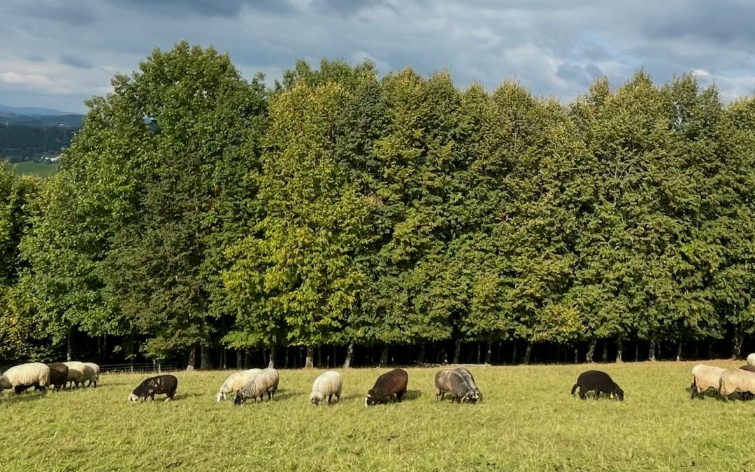 Herbstliches Schafglück