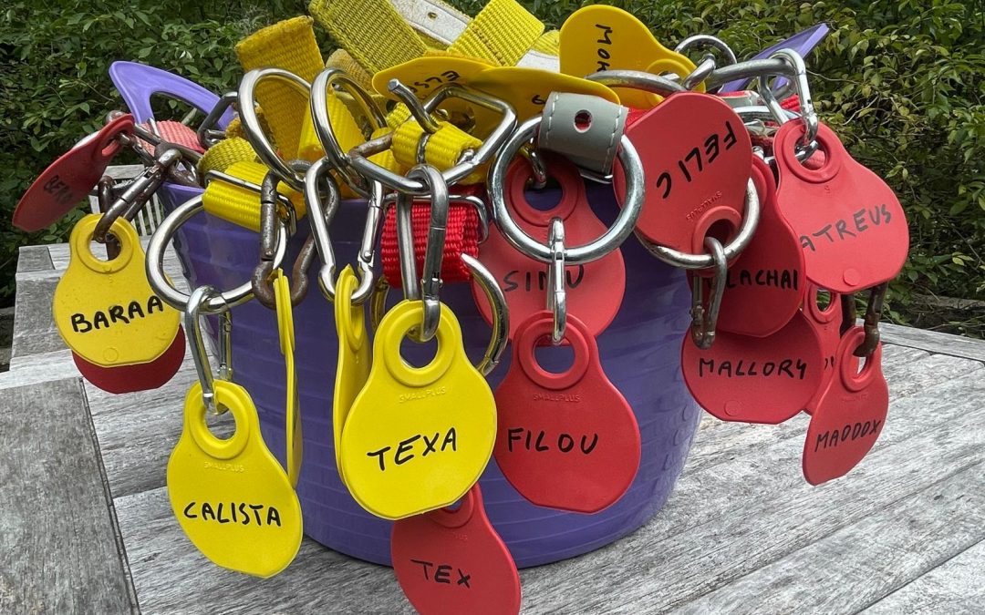 Vorbereitungen zum Almabtrieb