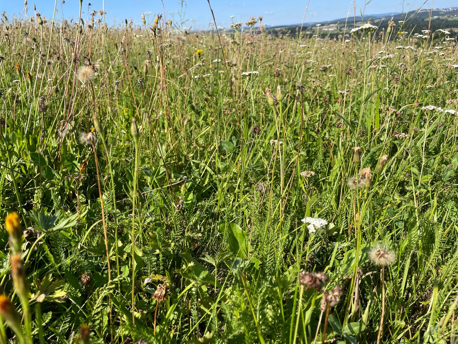 wiesenpracht