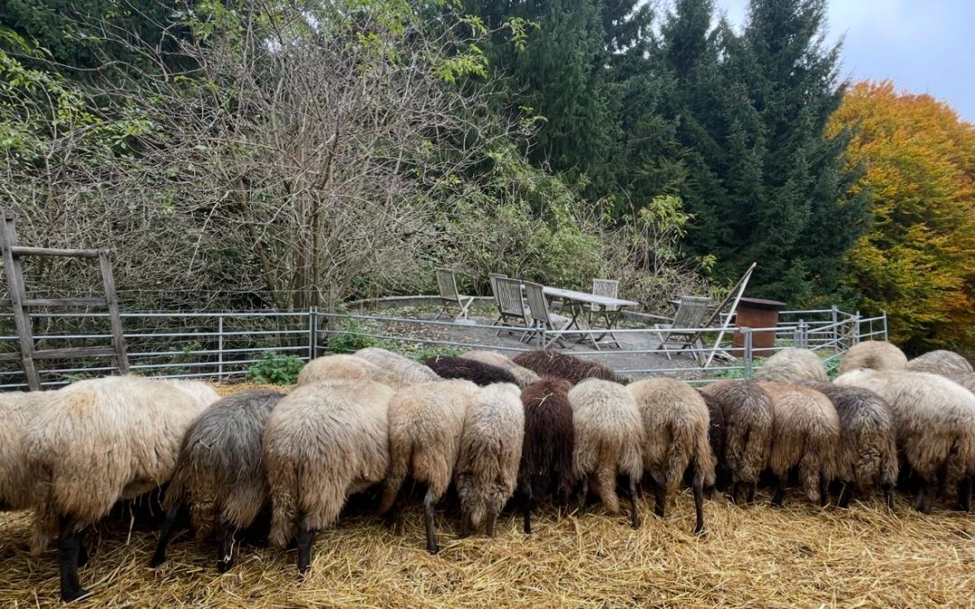 Die letzten Tage vor der Schur