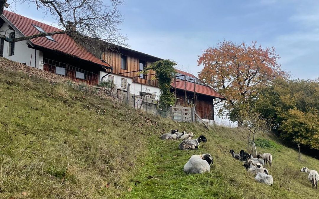 unsere Schafe auf der herbstweide