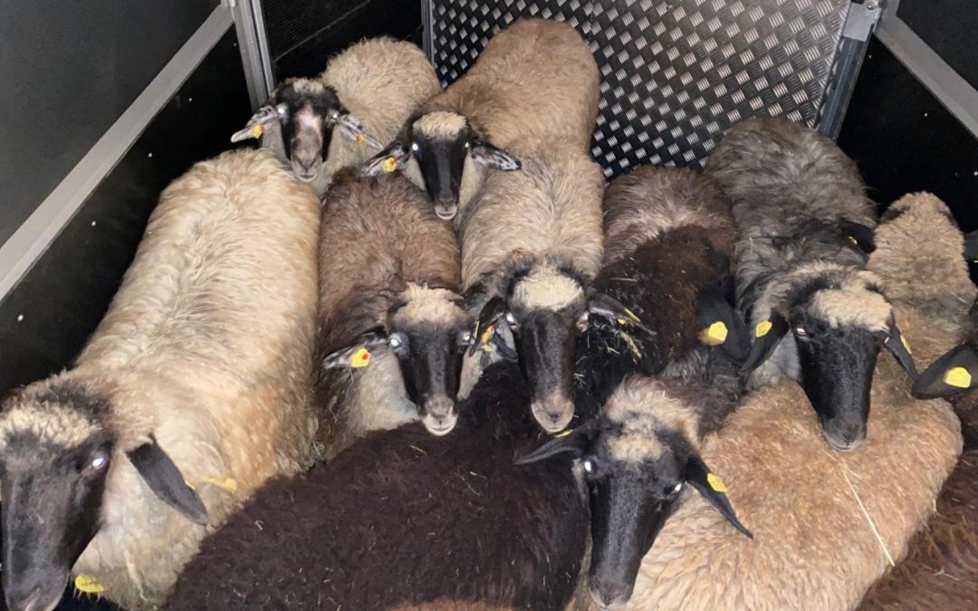 Herbstversteigerung in Maishofen!