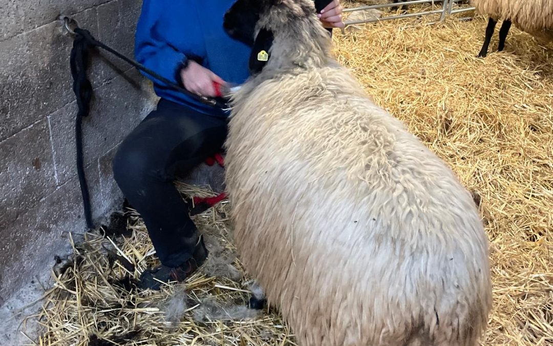 Wellness- und Beautyprogramm für unsere Schafe