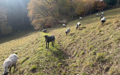 Wunderschöner Allerheiligentag