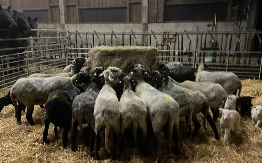 Unsere Schafe sind im Winterquartier
