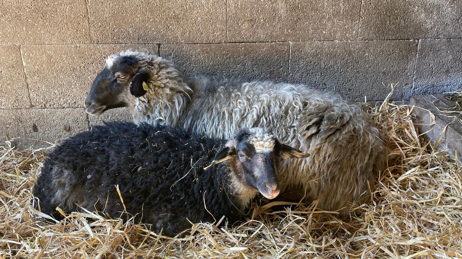 1307fc4b-c0e1-4f17-92e3-e2d7cf4c1440