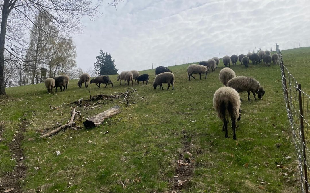 Endlich! Die Weidesaison ist eröffnet!