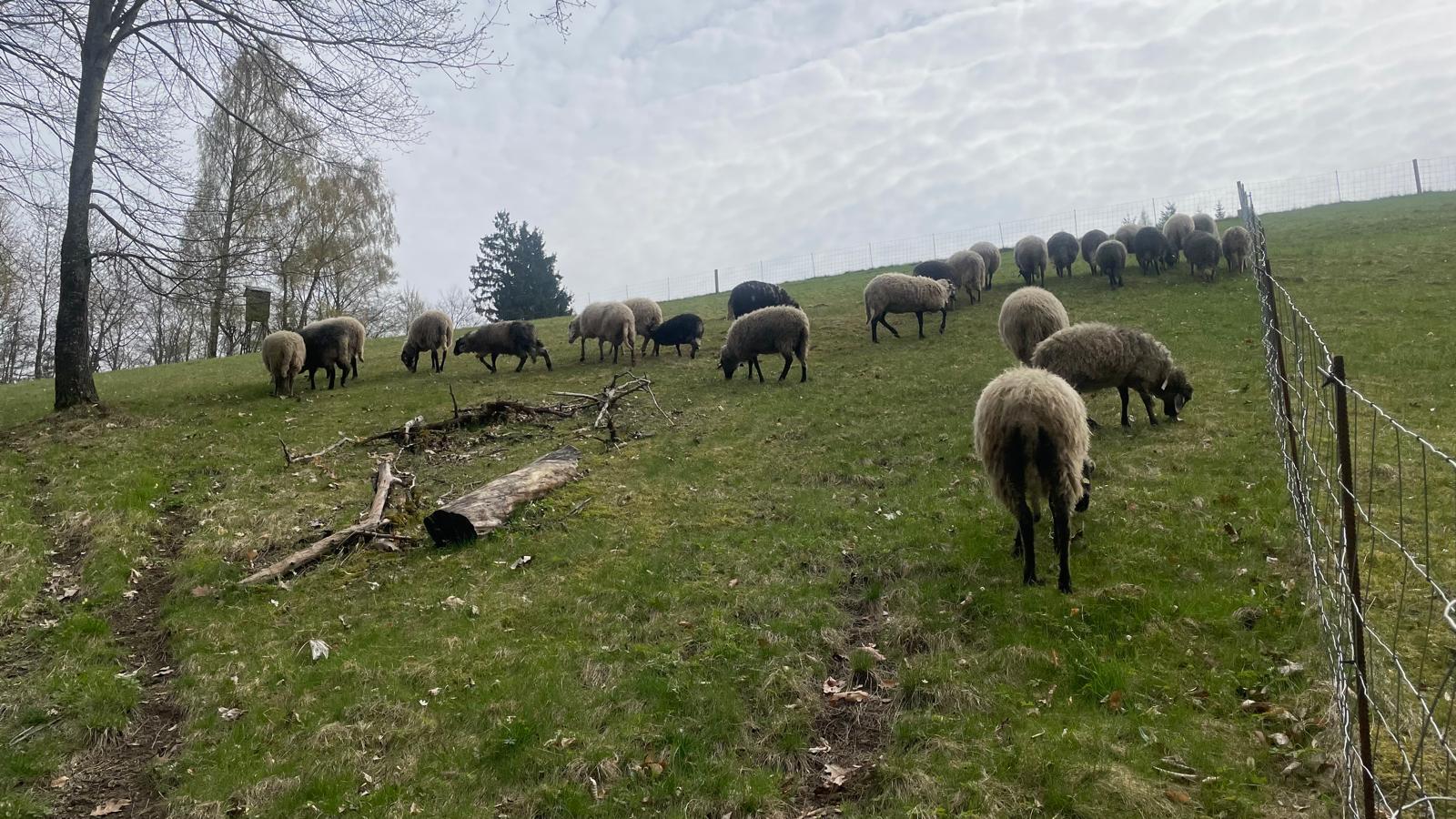 c0937bcf-6ff6-46e0-824b-6ea6735b814c