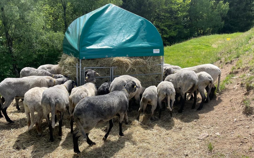 Rauhfutter schmeckt auch im Frühjahr noch