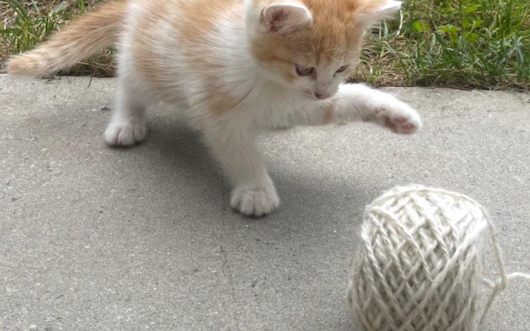 unsere letzten Kitten