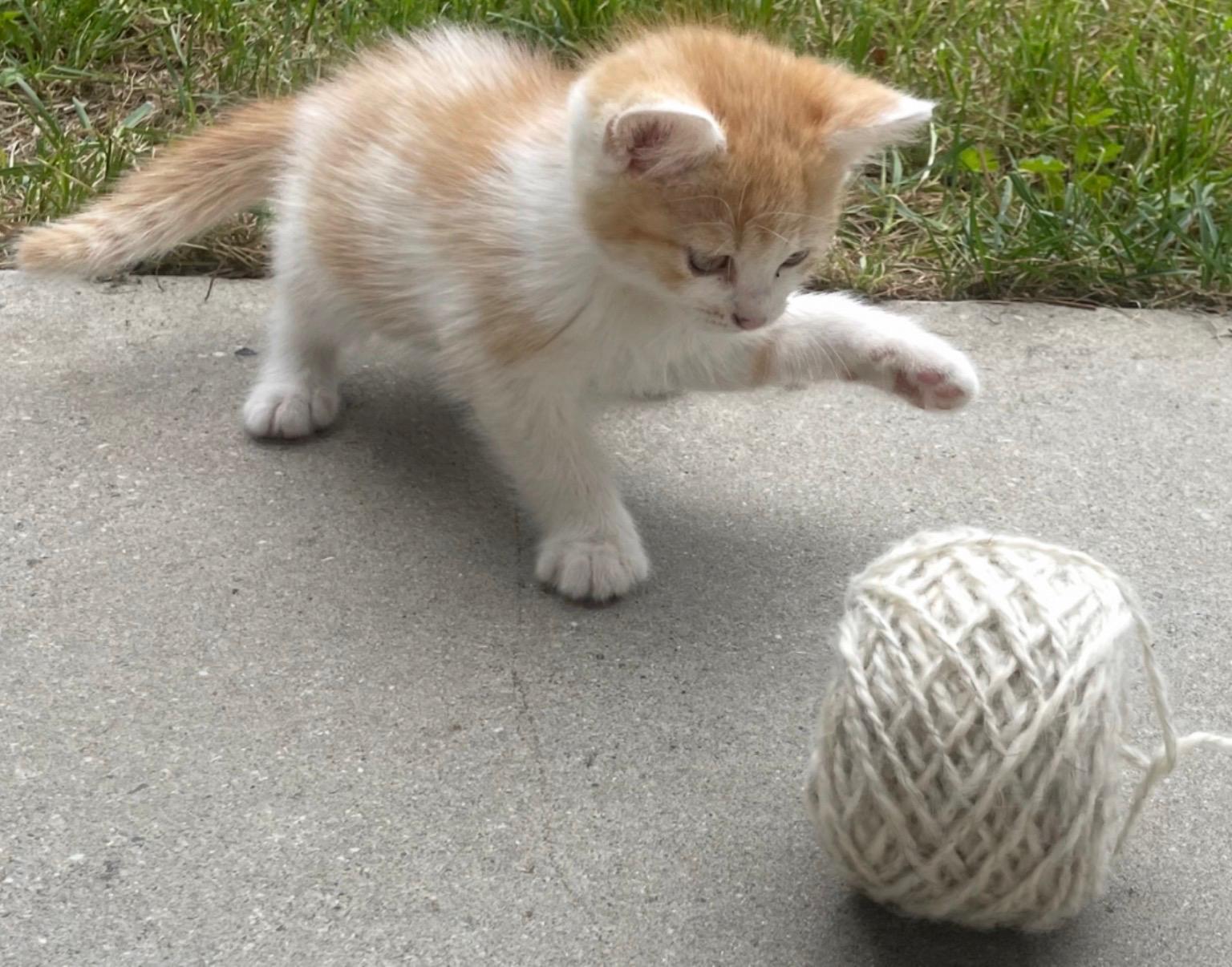 katze